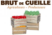 BRUT DE CUEILLE