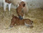 Photo CENTRE EQUESTRE DE BUZENVAL