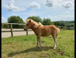 Photo L'ETRE CHEVAL